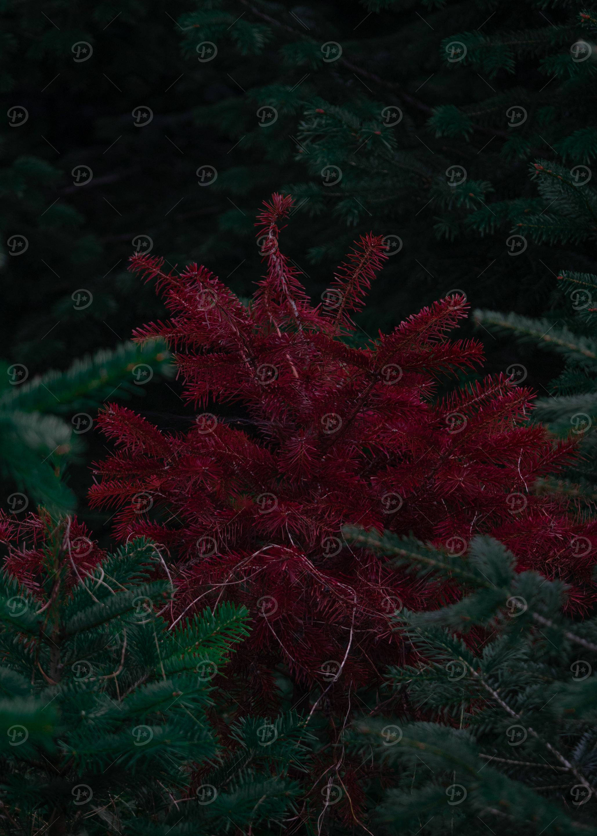 Red Spruce in Forest