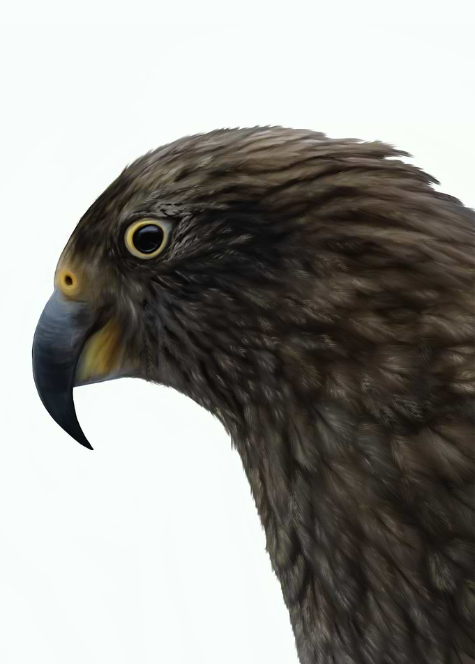 Kea Parrot Portrait