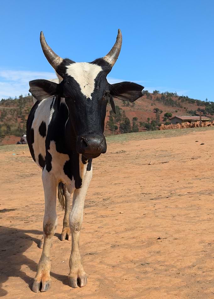 Black and White Cow