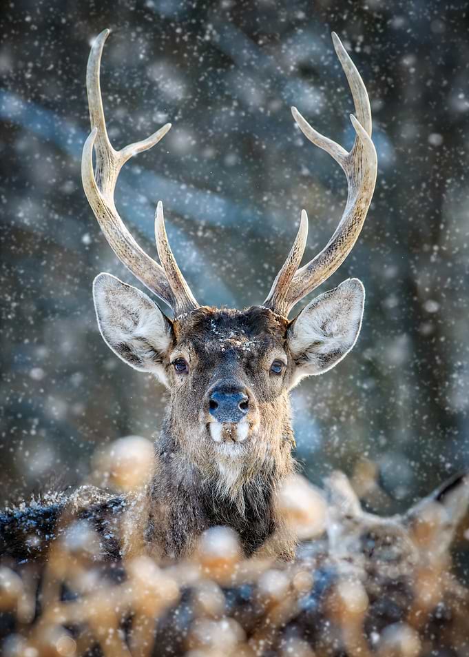 Deer in Winter Snow
