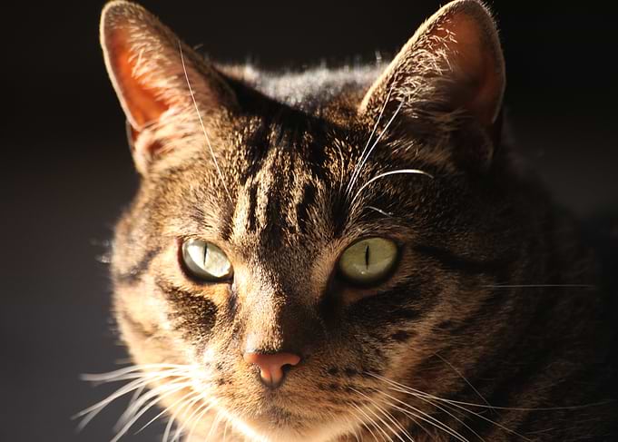 Close-up of a Cat's Face