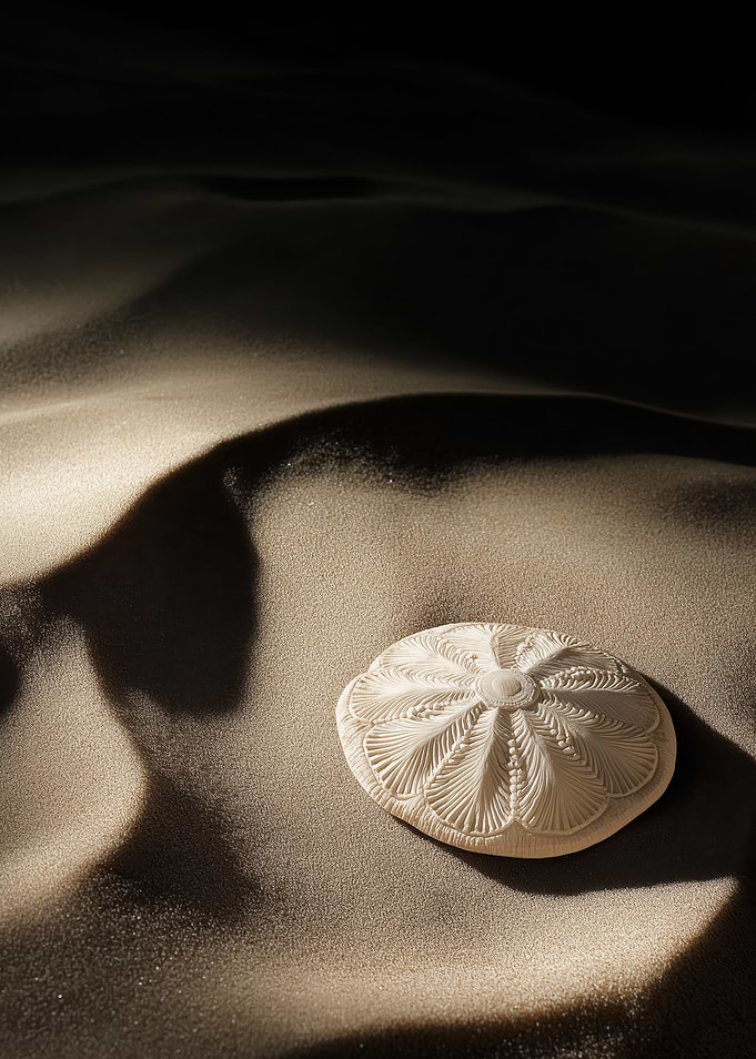 Sand Dollar on Beach