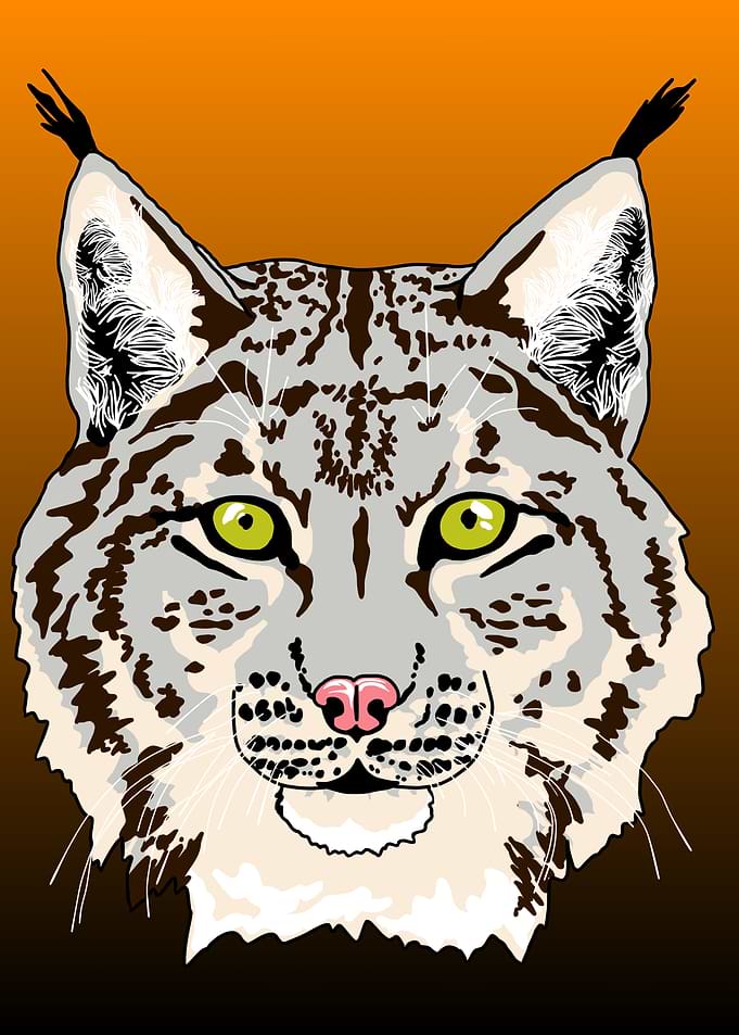 Silver Lynx Portrait