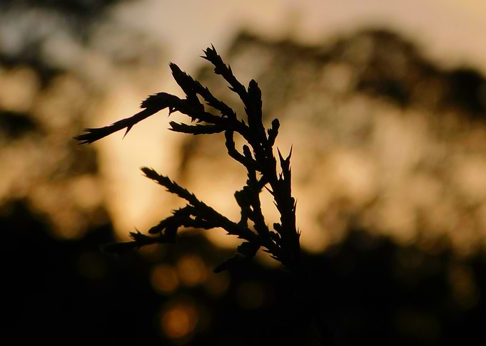 Silhouette of a Branch