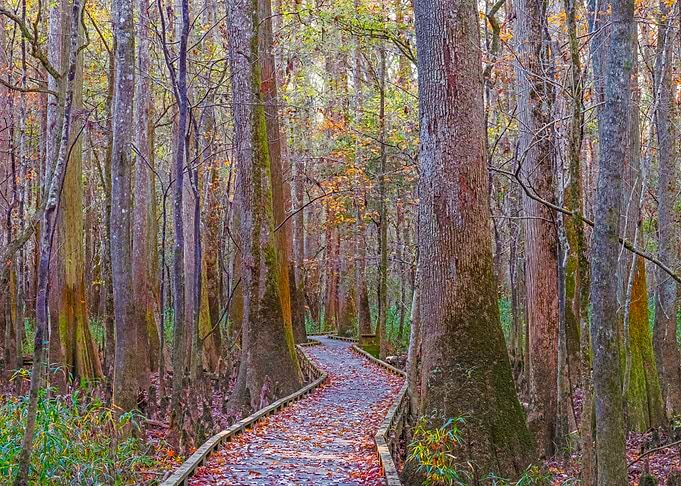 Forest Path in Autumn