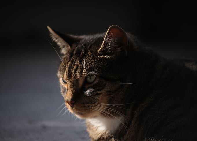 Tabby Cat Portrait