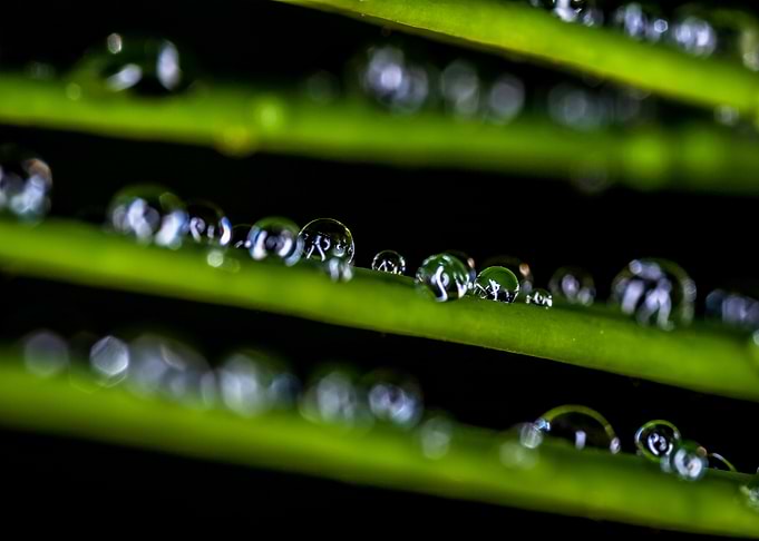 Dew Drops on Green Leaves