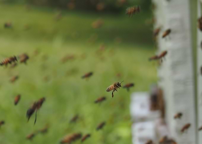 Honeybee Swarm