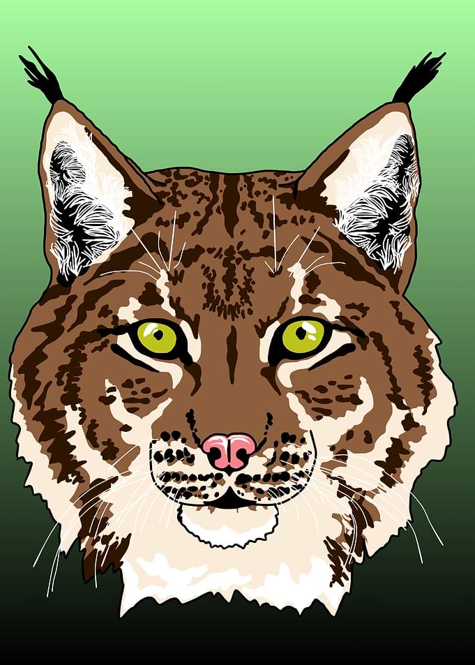 Brown Lynx Portrait