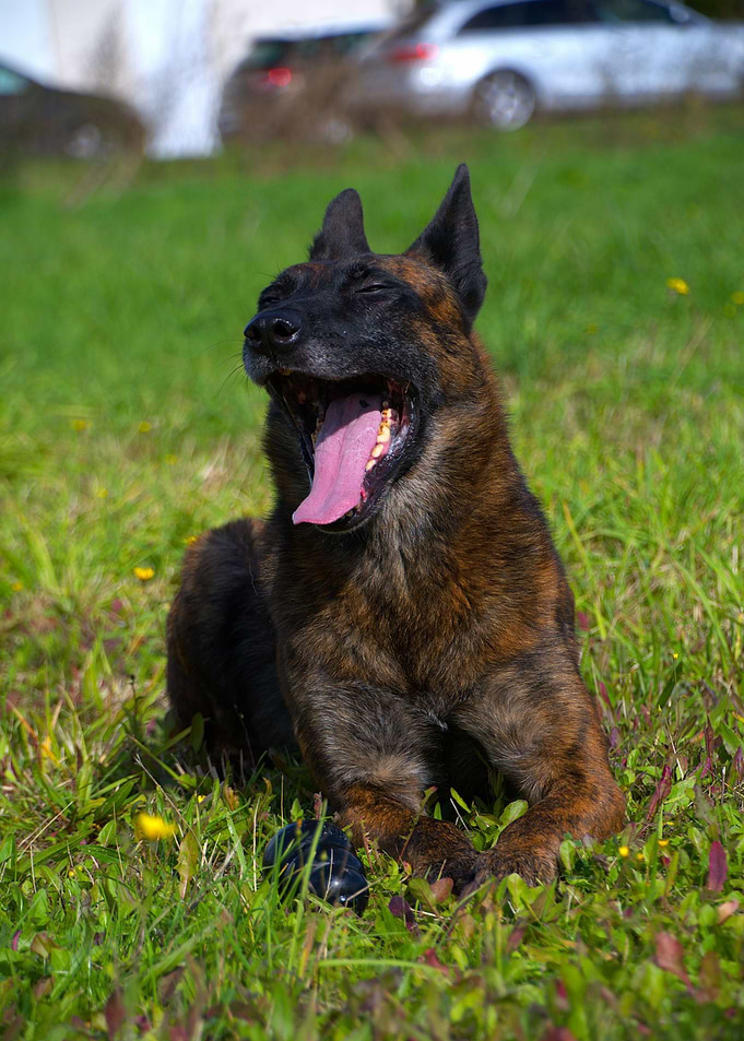 Dutch Sheperd, Norvy yawn