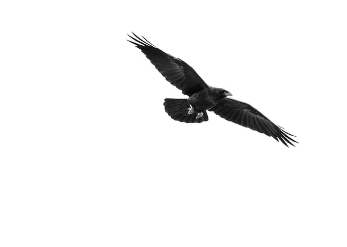 Black Raven in Flight