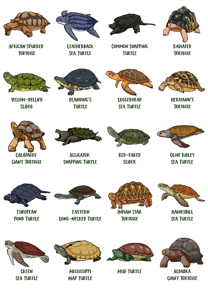 Tortoises and Turtles - Types of Turtles