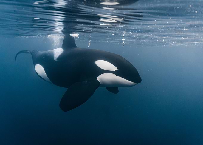 Orca Swimming Oean
