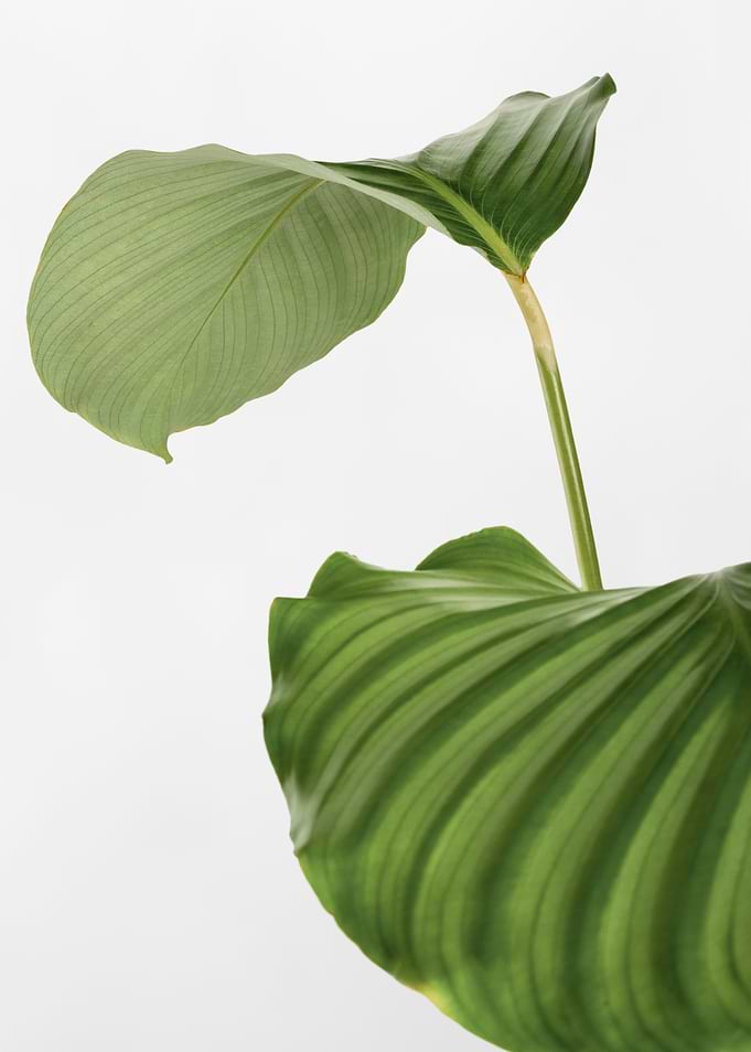 Green Leaf on White Background