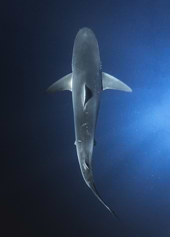 Ocean Shark