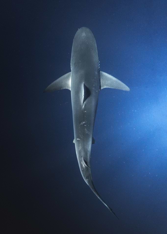 Ocean Shark
