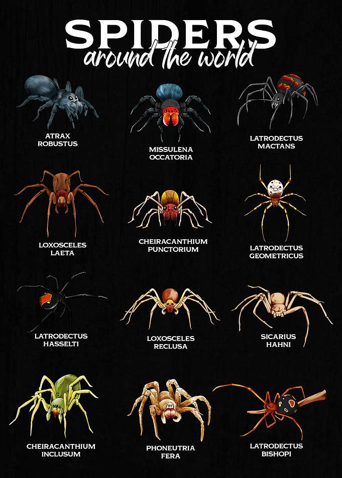 Types of Spiders