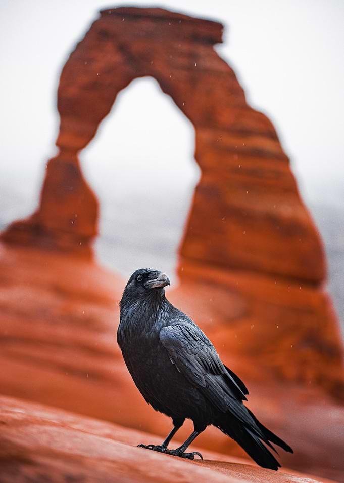 Raven at Delicate Arch