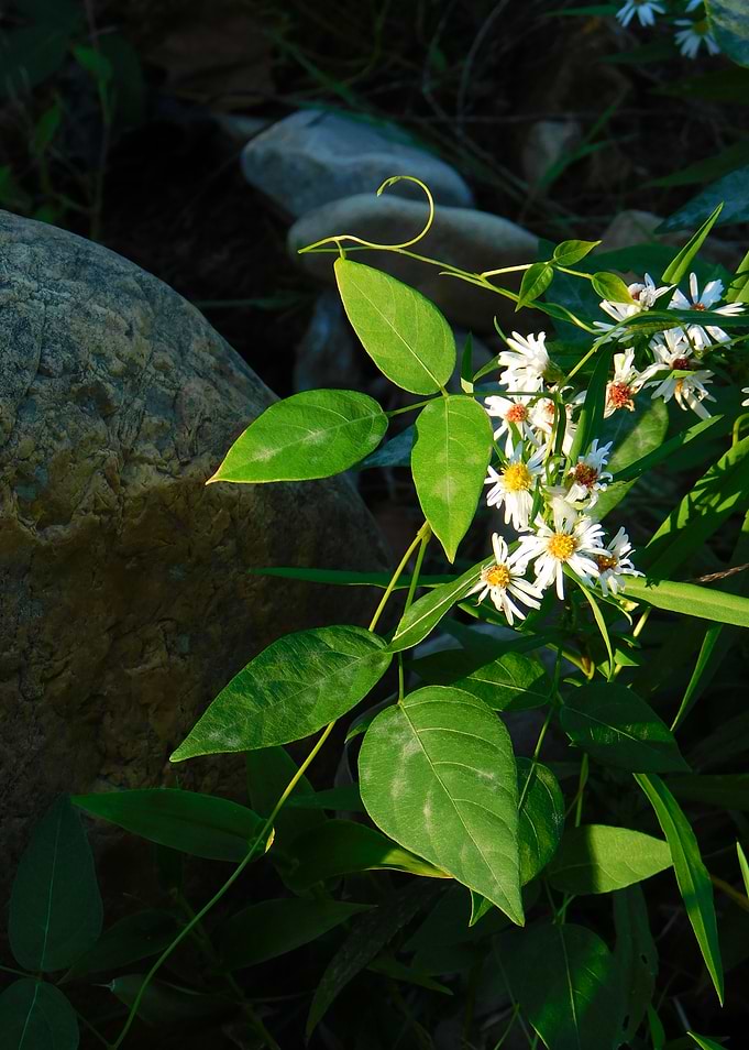 White Flowers and Green Leaves