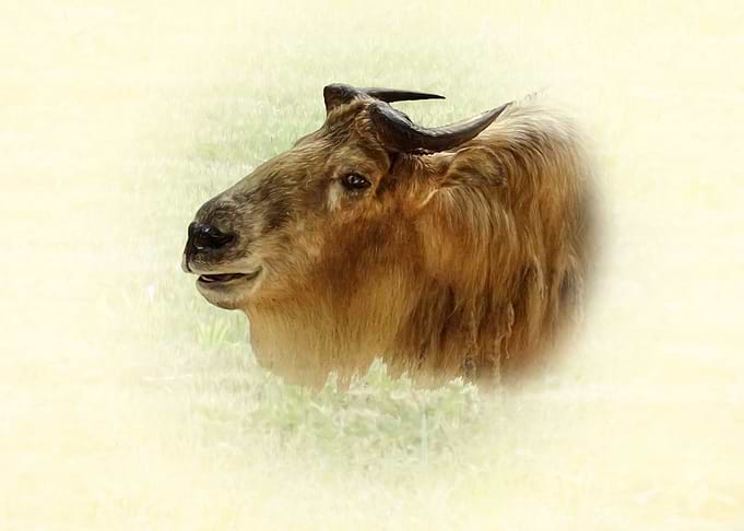 Takin Portrait