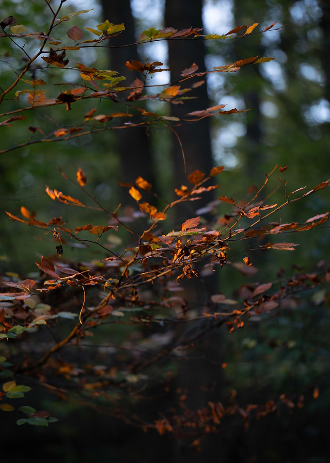 Autumn Leaves in Forest