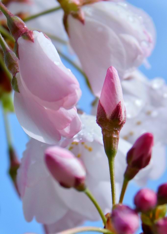 Pink Cherry Blossoms