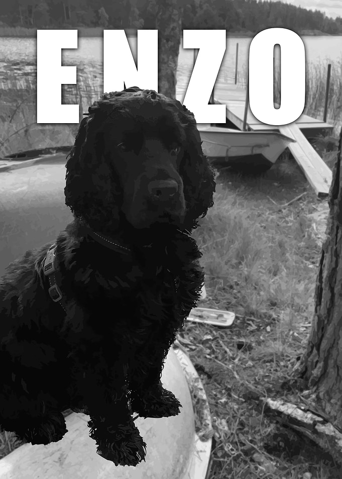 Black Dog Named Enzo
