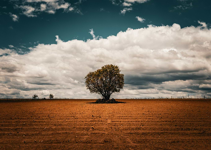 Lone Tree in Field