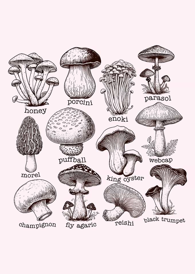 Mushroom Illustration Chart