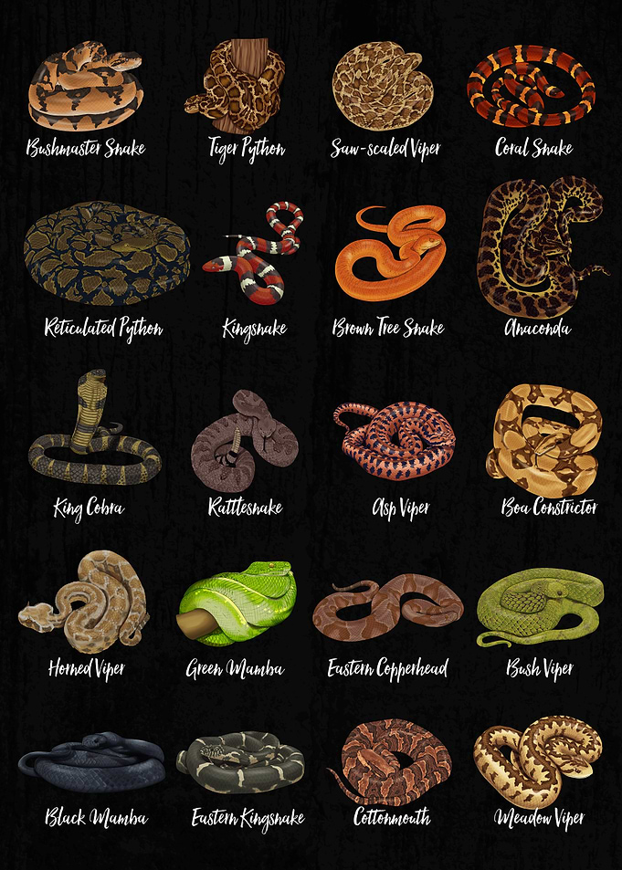 Types of Snakes