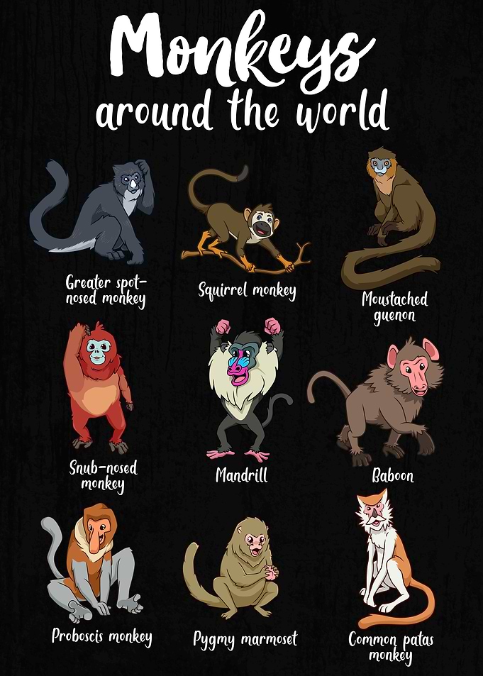 Monkeys Around the World