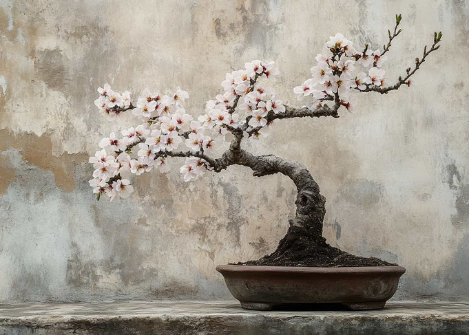 Bonsai Tree in Bloom Stil Life