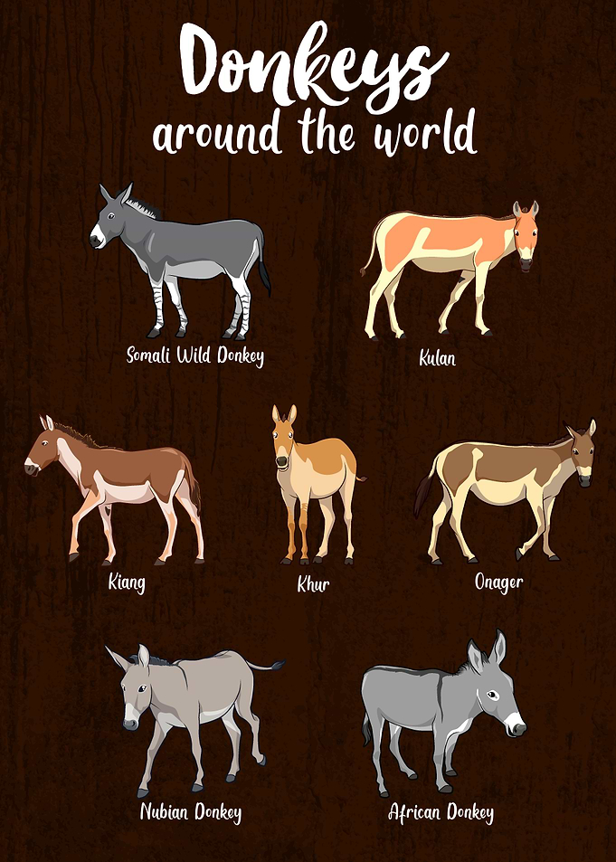Donkeys Around the World