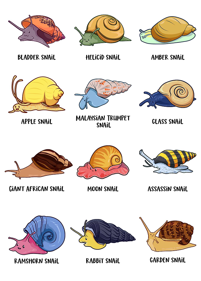 Cute Types of Snails