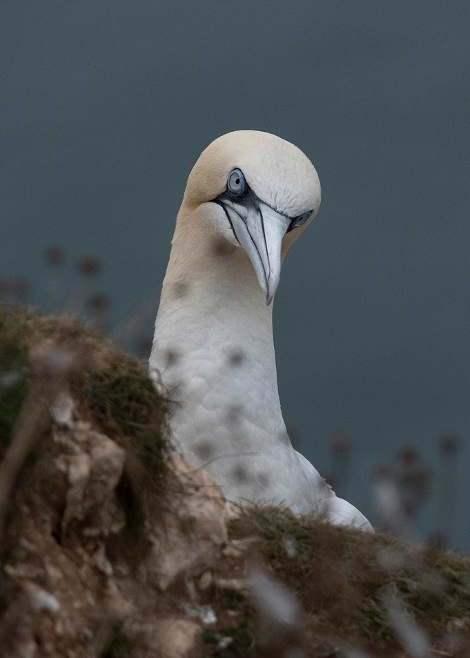 Curious Gannett