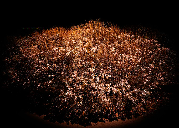 Nighttime Bush