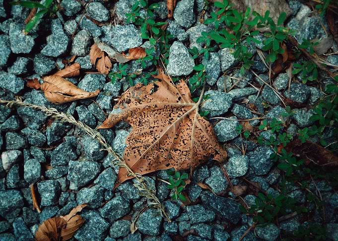 Leaf on Gravel Path