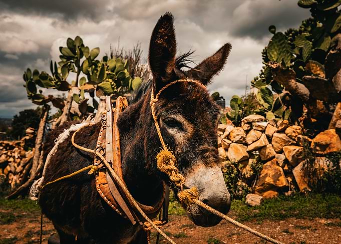 Brown Donkey with Harness