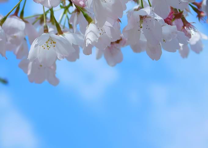 Cherry Blossom Branch