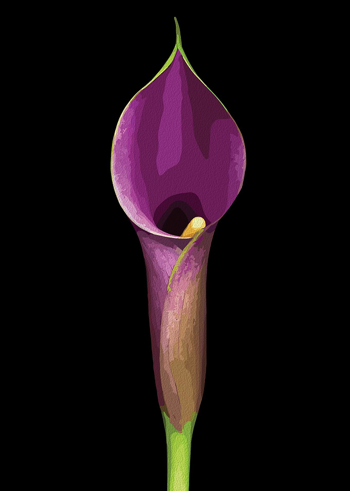 Purple Calla Lily