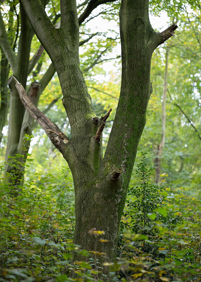 Forest Tree Trunk