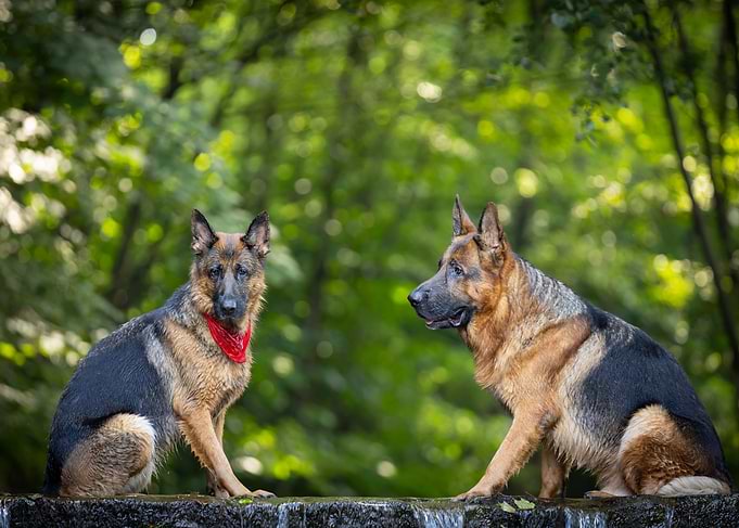 Two German Shepherds