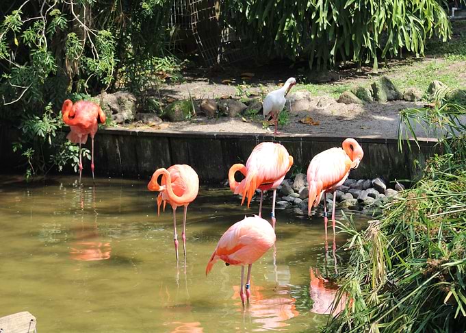 Flamingos in a Pond