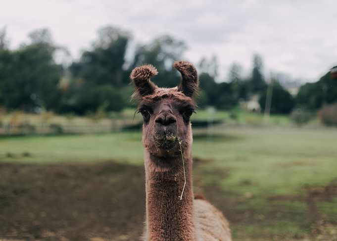 Llama Portrait