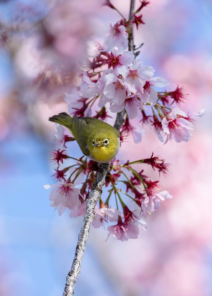 Swinhoe's white-eye on Cherry Blossom