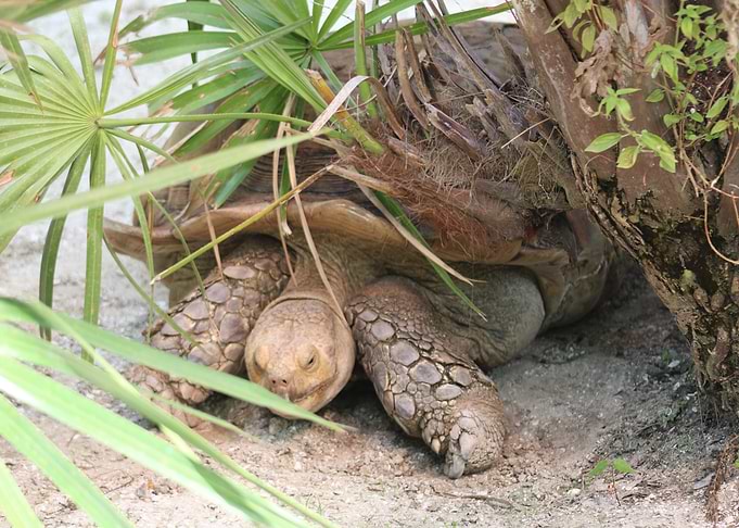 Giant Tortoise in Palm Grove