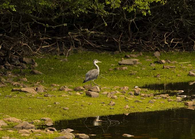Heron by the Water