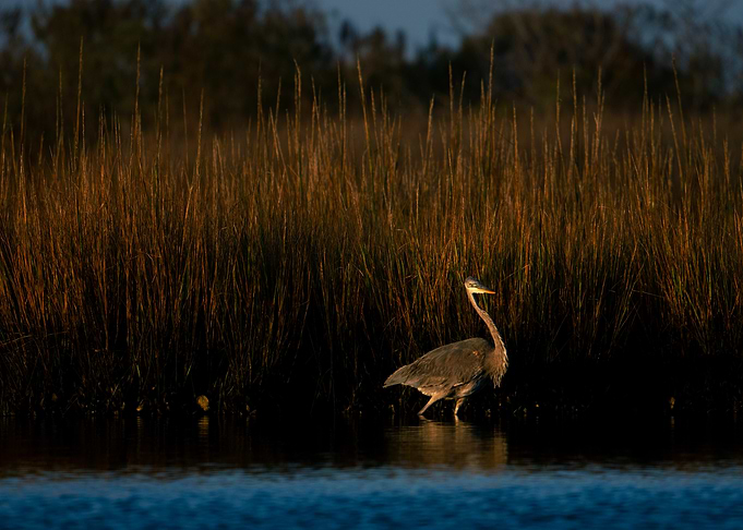 Great Blue Heron in Marsh