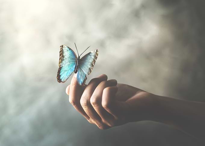 Blue Morpho Butterfly on Finger