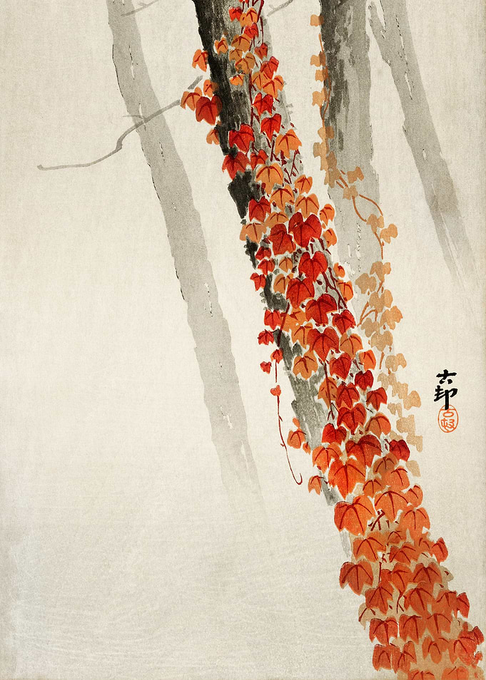 Autumn Ivy on Tree